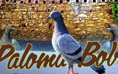 Edwin El Calvito Reyes_Paloma Boba (2026)